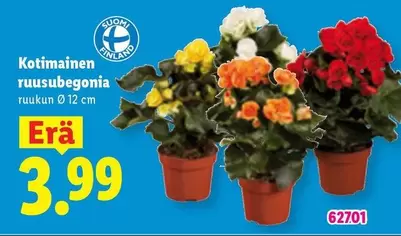 Ruusubegonia