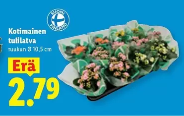 Kotimainen tulilatva