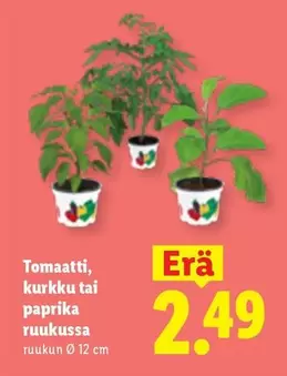 Tomaatti, kurkku tai paprika