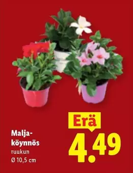 Malja-köynnös ruukun