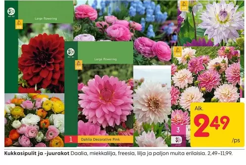 Dahlia Decorative Rose