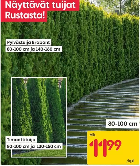 Pylvästuija Brabant, Timanttituija