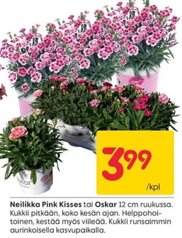 Neilikka Pink Kisses tai Oskar 12 cm ruukussa