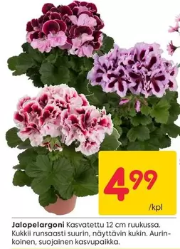 Jalopelargoni Kasvatettu