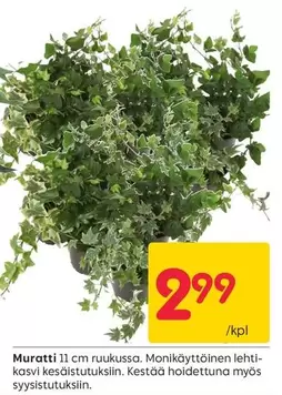 Muratti 11 cm ruukussa