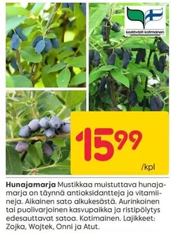 Hunajamarija Mustikka