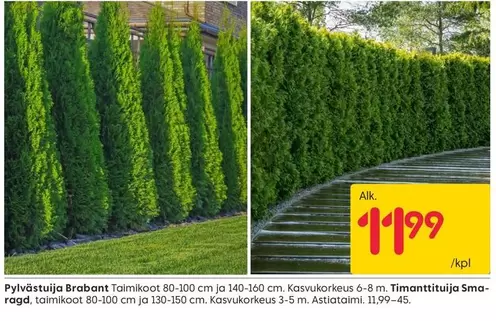 Pylvästuija Brabant Taimikot