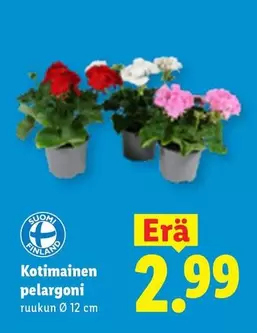 Kotimainen pelargoni