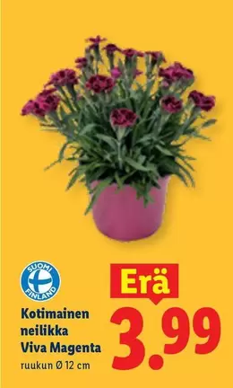 Kotimainen neilikka Viva Magenta