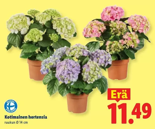 Kotimainen hortensia