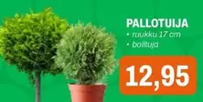 PALLOTUIJA