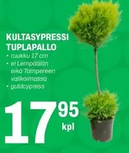 KULTASYPRESSI TUPLAPALLO