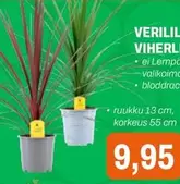 VERILILJA VIHERLILJA