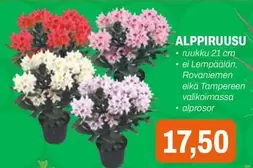 ALPPIIRUUSU