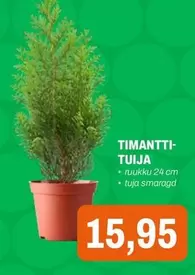 TIMANTTI-TUIJA