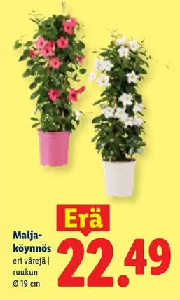 Malja-köynnös