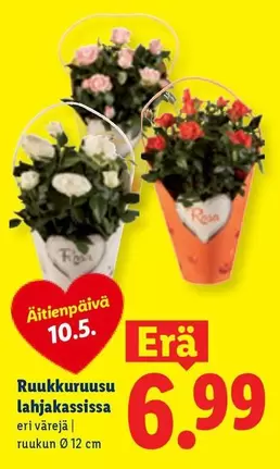 Ruukkuruusu lahjakasissa