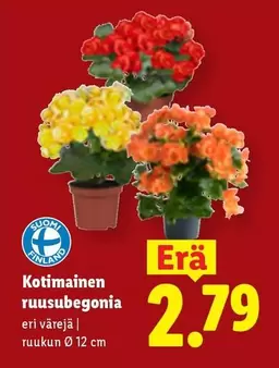 Kotimainen ruusubegonia