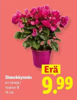 Ihmeköynnös