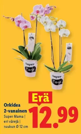 Orkidea 2-vanainen