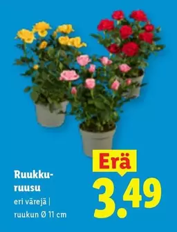 Ruukku-ruusu