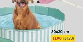 Dog Pool