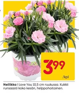 Neilikka I Love You