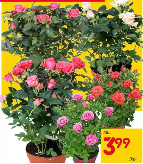 Miniature Roses