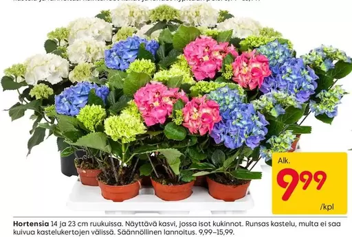 Hortensia
