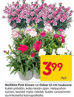 Neilikka Pink Kisses tai Oskar