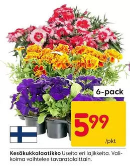 Kesäkukkalaatikko