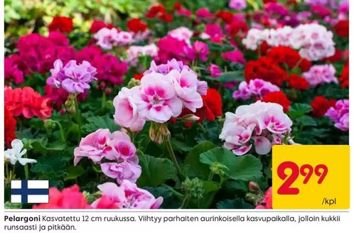 Pelargoni Kasvatettu
