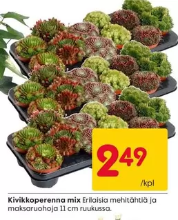 Kivikkoperenna mix