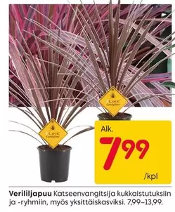 Verililjapuu Katseenvangitsija