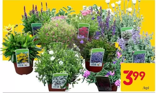 Assorted plants