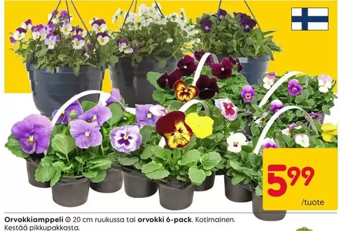 Orvokkiampeli