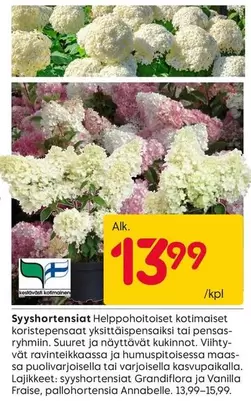 Syyshortensiat
