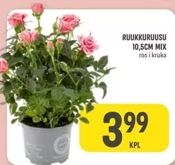 RUUKKURUUSU 10,5CM MIX