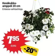 Kesäkukka-amppeli