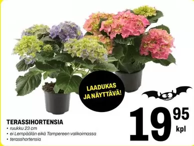TERASSIHORTENSIA