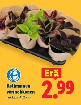 Kotinainen värinokkonen