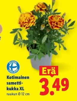 Kestimainen sametti-kukka XL