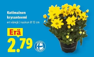 Kotimainen krysanteemi