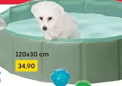 Pet Pool