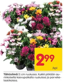 Tähtisilmä