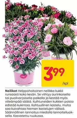 Neilikka Helppohoitoinen
