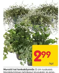 Muratti tai lankaköynnös