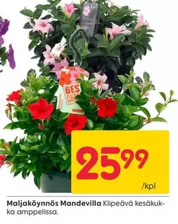 Maljaköynnös Mandevilla