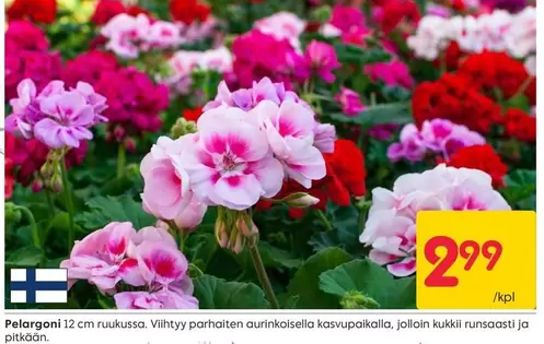 Pelargoni