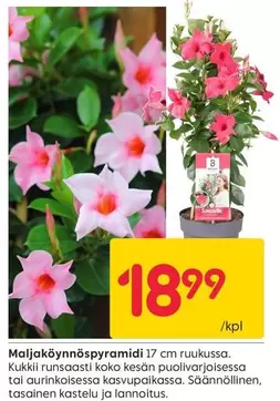 Maljaköynnöspiramidi